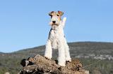 FOX TERRIER 387